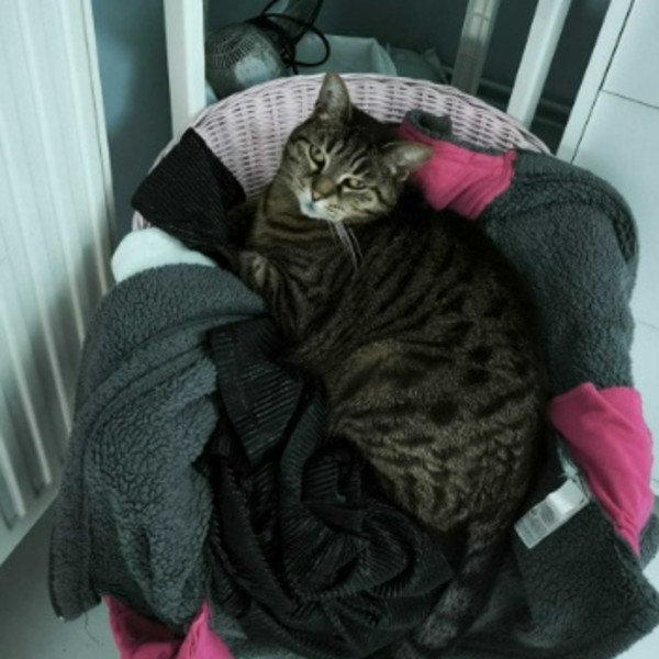 Patoune