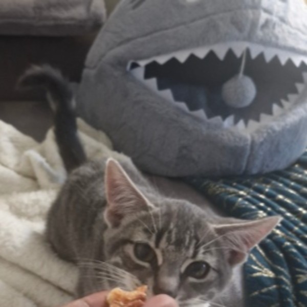 Photo de Sanji