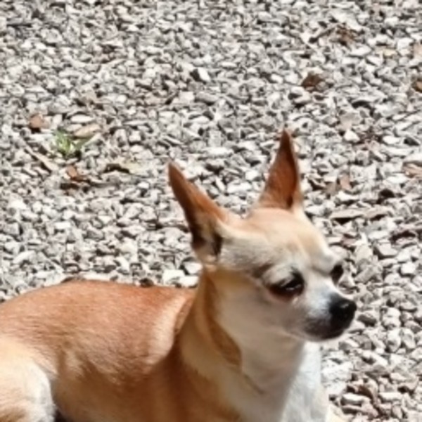 Photo de Jak