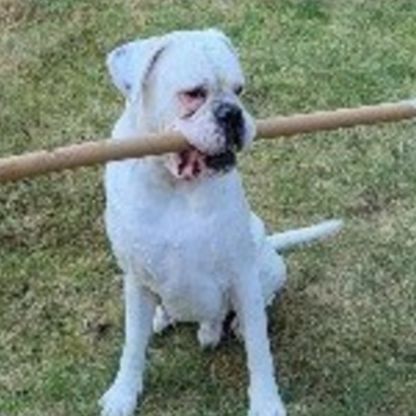PONGO