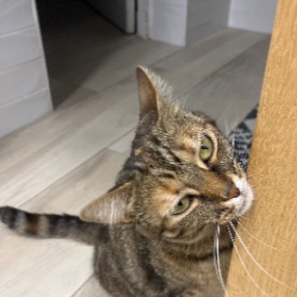 Yuki