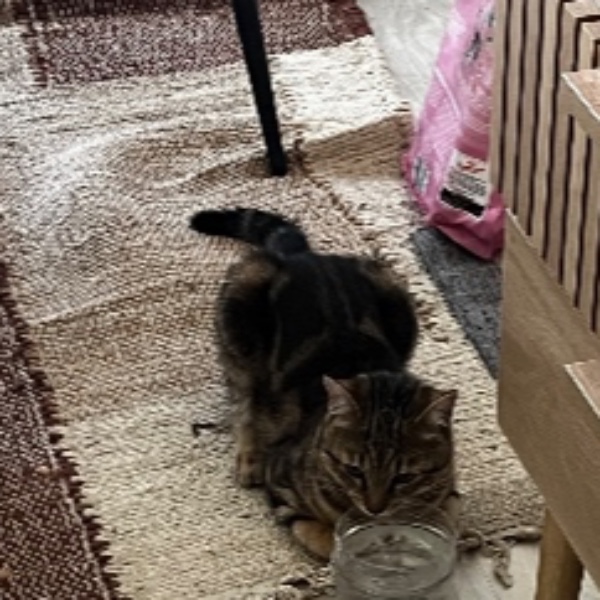 Milo