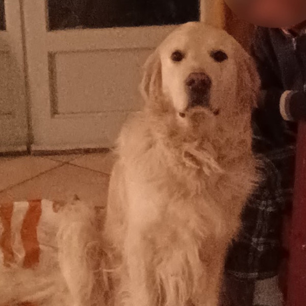 Pépone