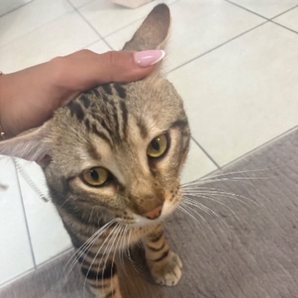 Minou