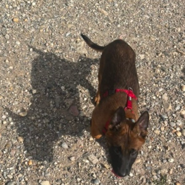 Bella