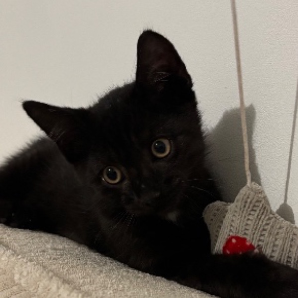 Edgar (Allan Paw)