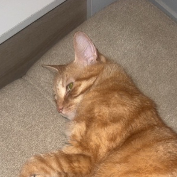 Tigrou