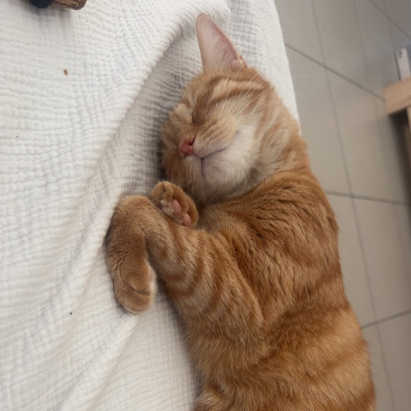 Tigrou