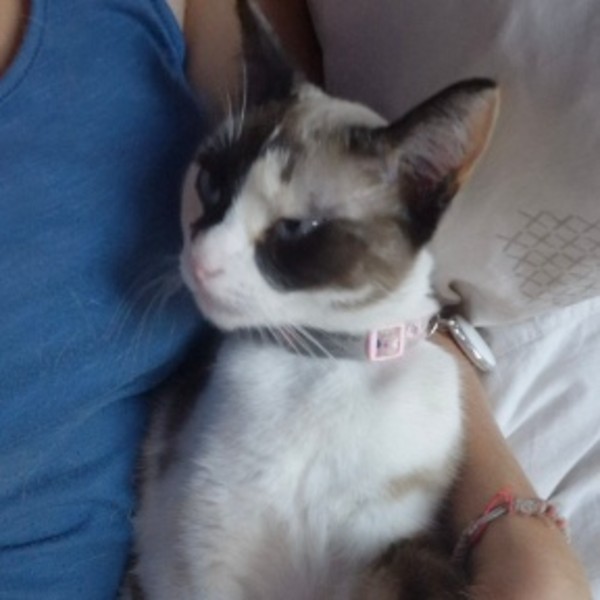 Vanille