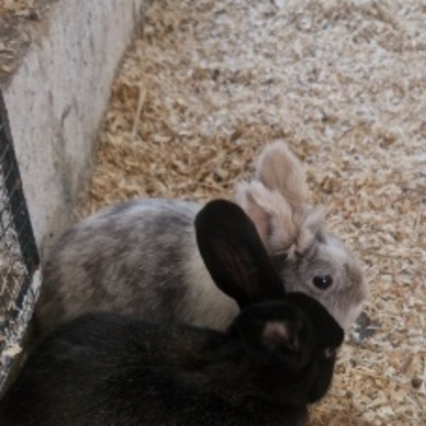 Sandrelune et Moka
