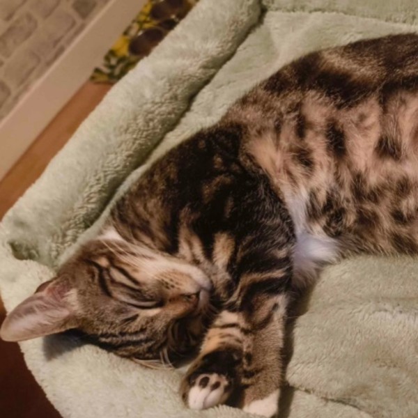 Câlin