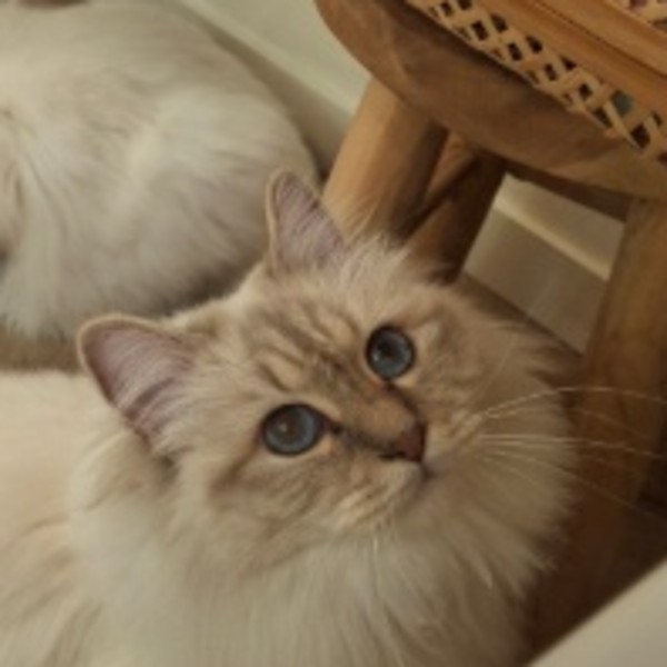 Tisha