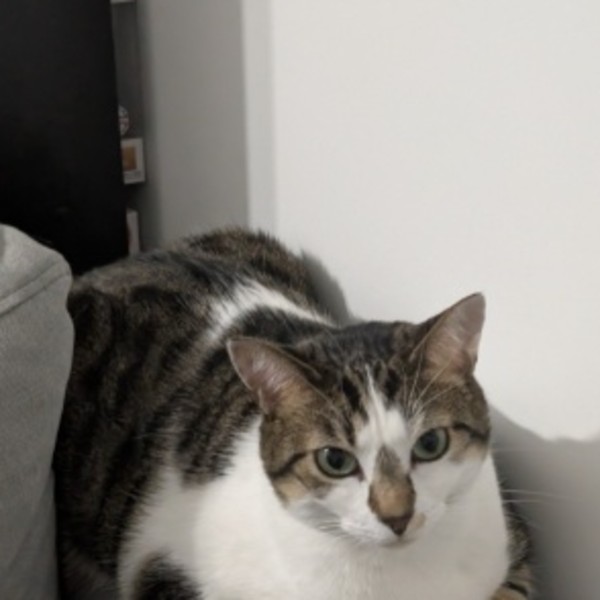 Tama