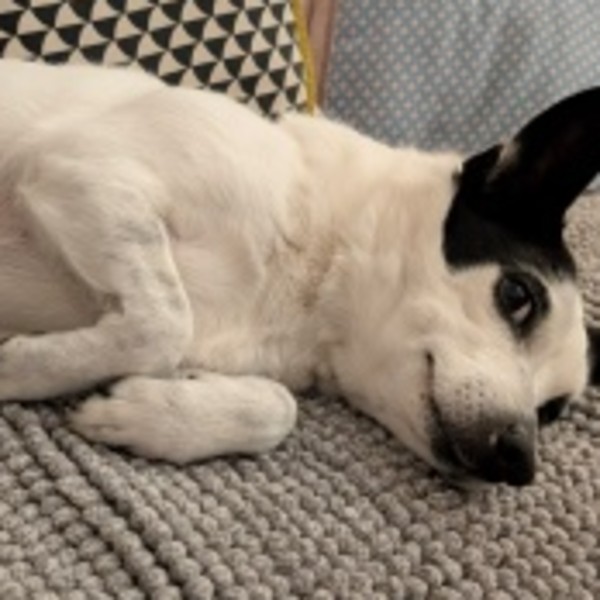 Kala