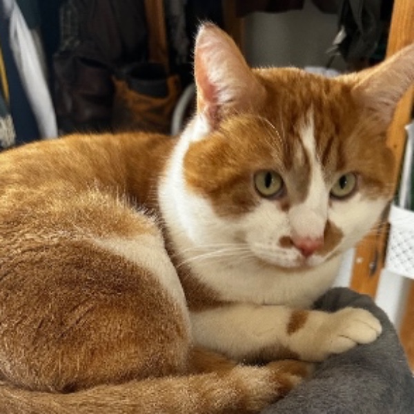 Photo de Yoshi