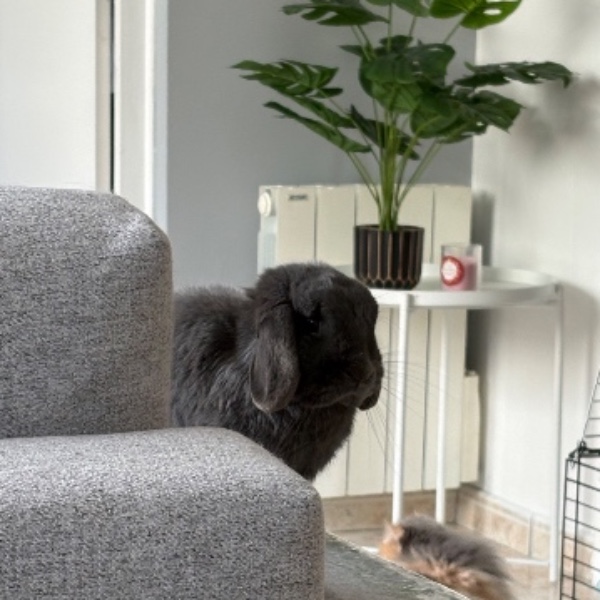 GNOCCHI