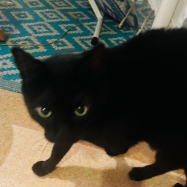 Frimousse