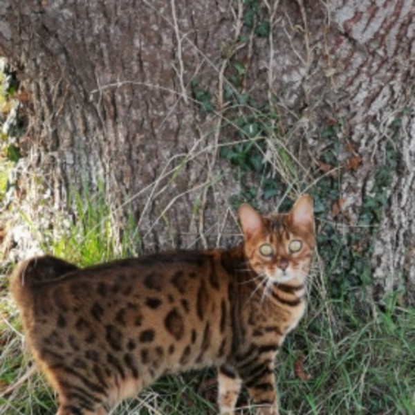 Photo de Gommette