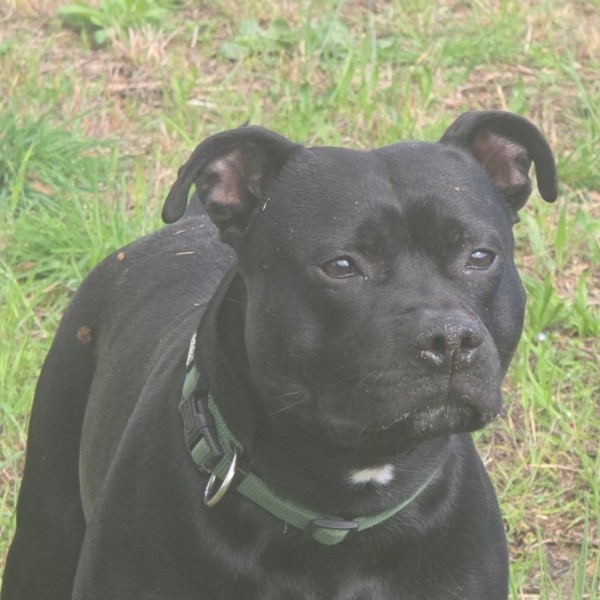 Photo de tANGO