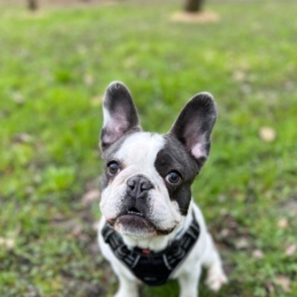 Photo de BRIOCHE