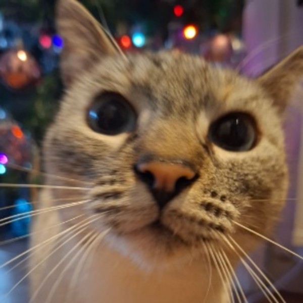 Tsuki