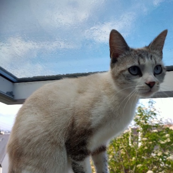 Simone