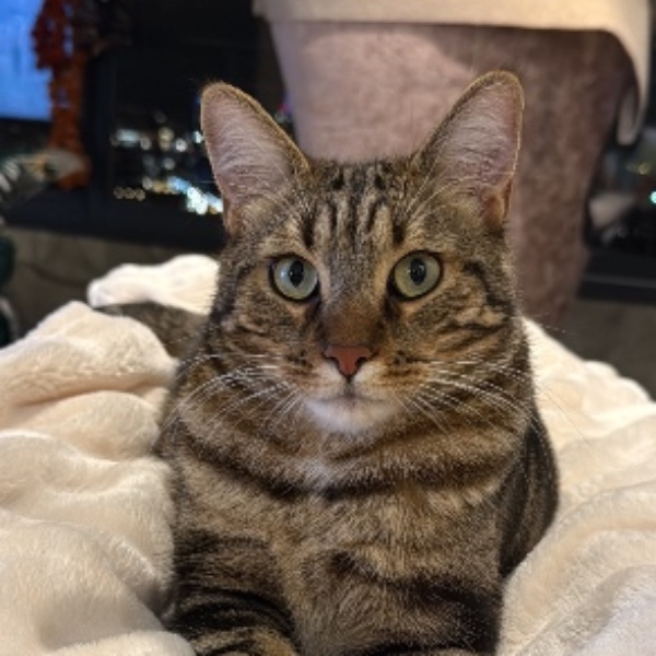 Fifi