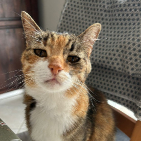 kitty