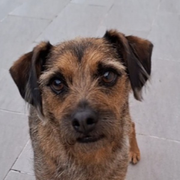 Gordo