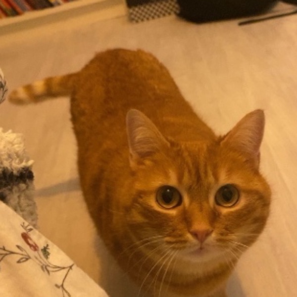 Minette