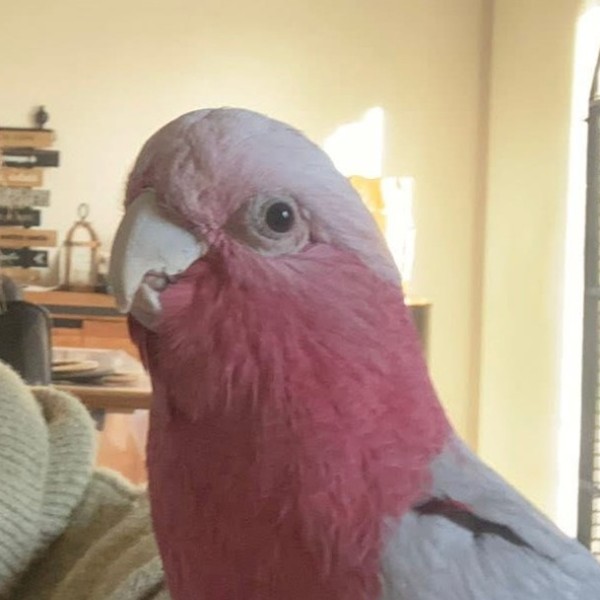 Paco