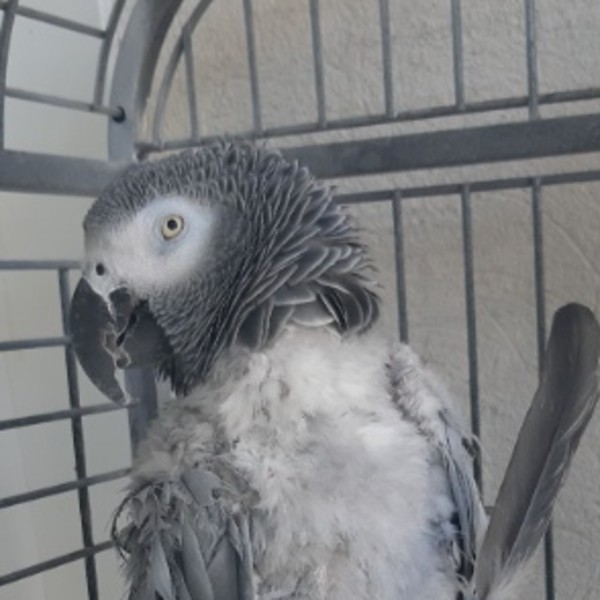 Diegotte