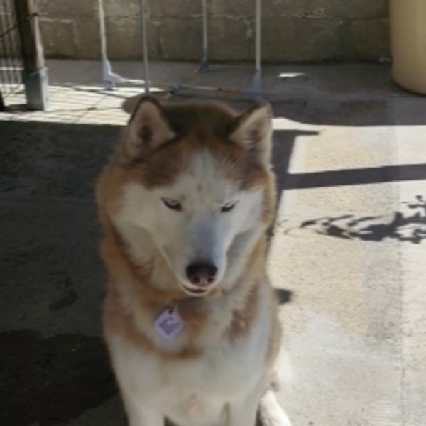Floky