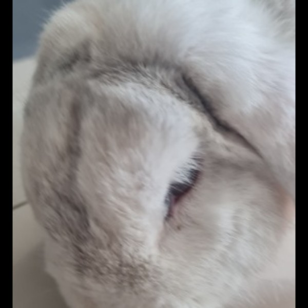 Photo de Gribouille