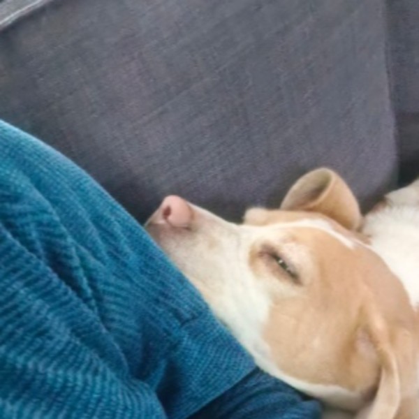 Nala