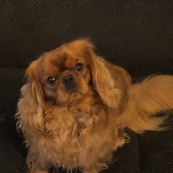 Photo de Tigrou
