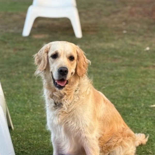 Nova