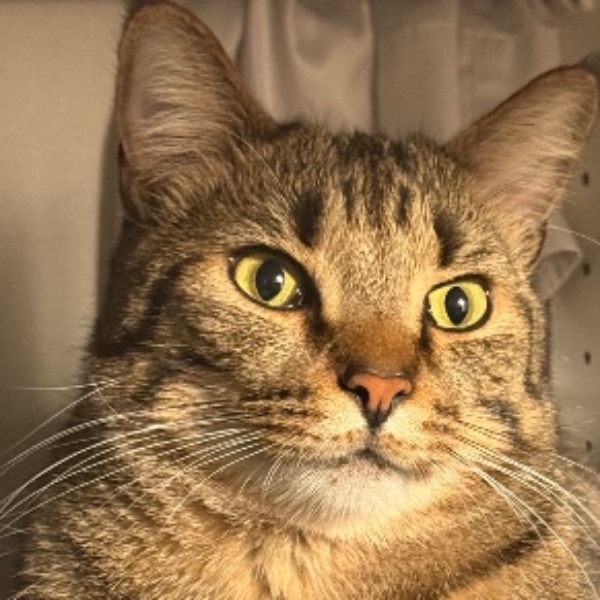 Simba