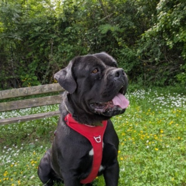Koda
