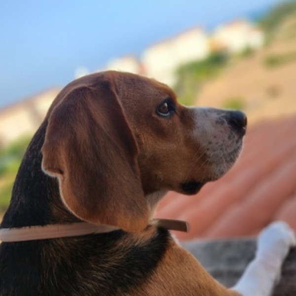 Nina