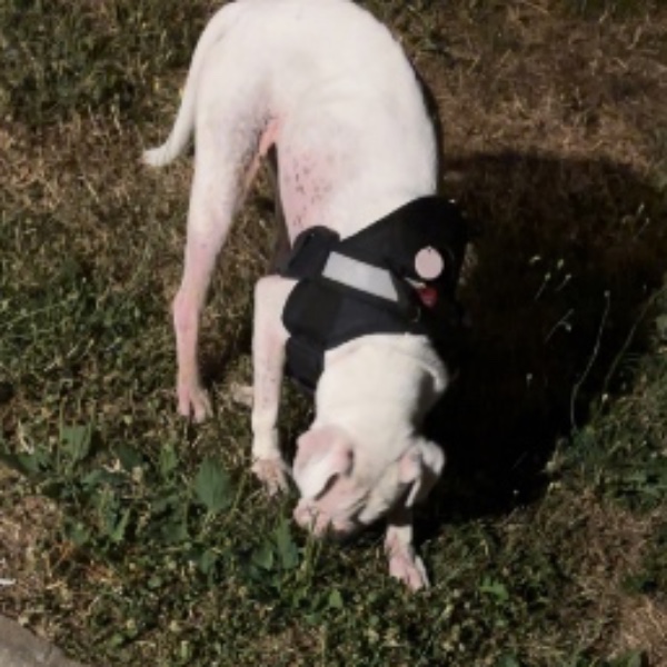 Bella
