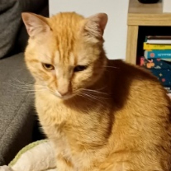 Tigrou