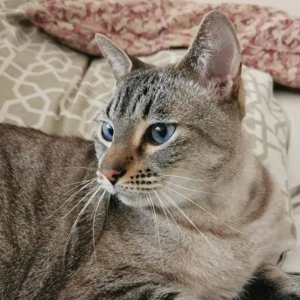 Tippy
