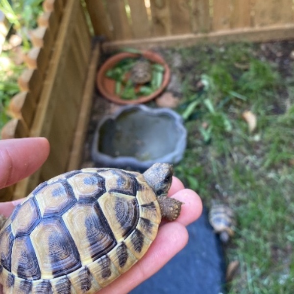 Billy, Charlie, Oogway