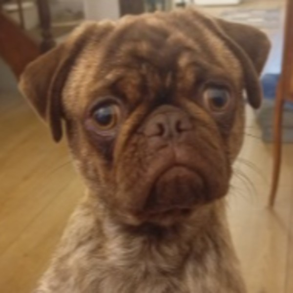 GIZMO