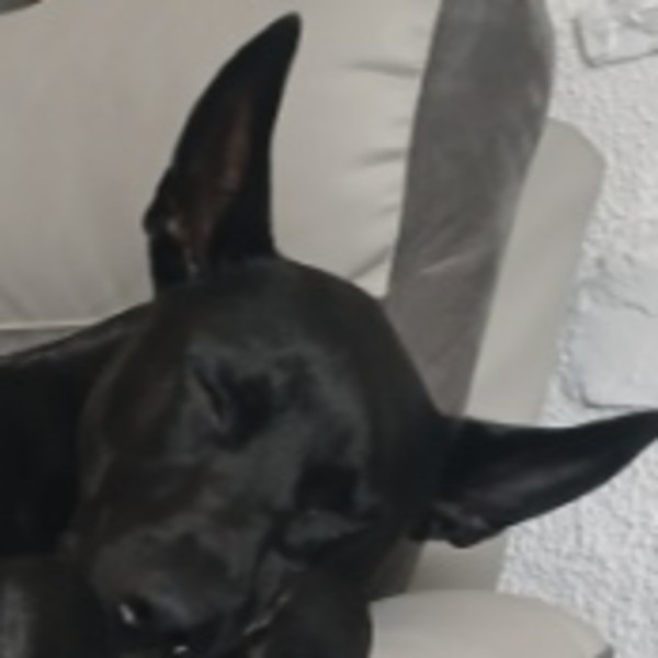 Crapule