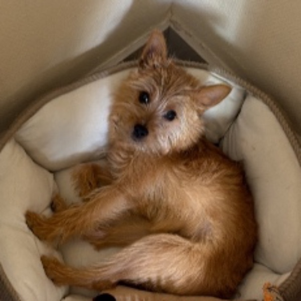 Milo