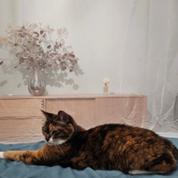 Scampy