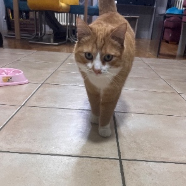 Simba