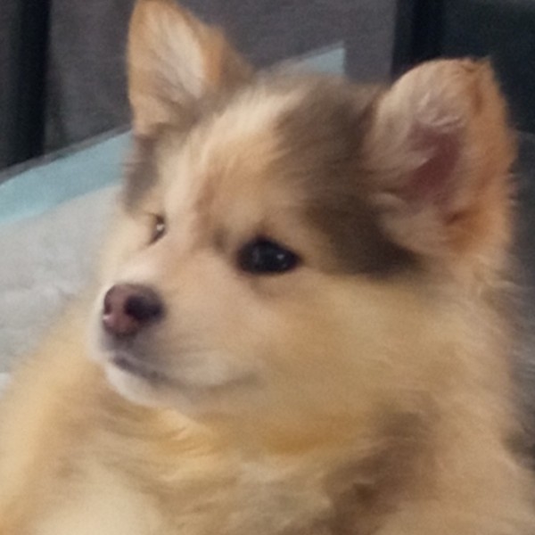 Raika